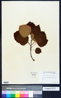 Populus grandidentata image