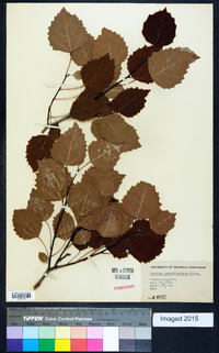 Populus grandidentata image