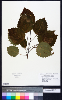 Populus grandidentata image