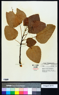 Populus heterophylla image