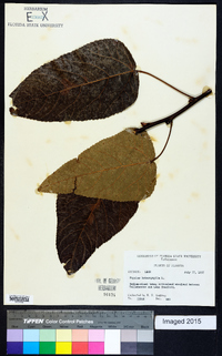 Populus heterophylla image