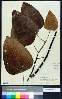 Populus heterophylla image