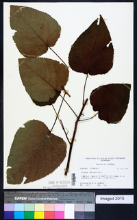 Populus heterophylla image