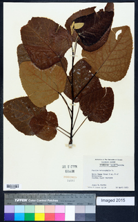 Populus heterophylla image