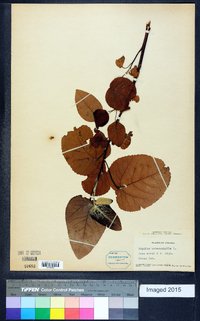 Populus heterophylla image