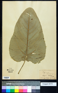 Populus heterophylla image