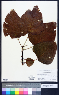 Populus heterophylla image