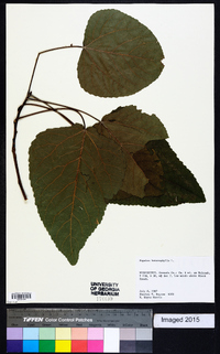 Populus heterophylla image