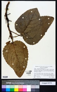 Populus heterophylla image