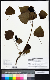 Populus nigra image