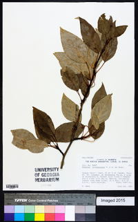 Populus trichocarpa image