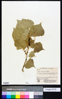 Populus deltoides subsp. monilifera image