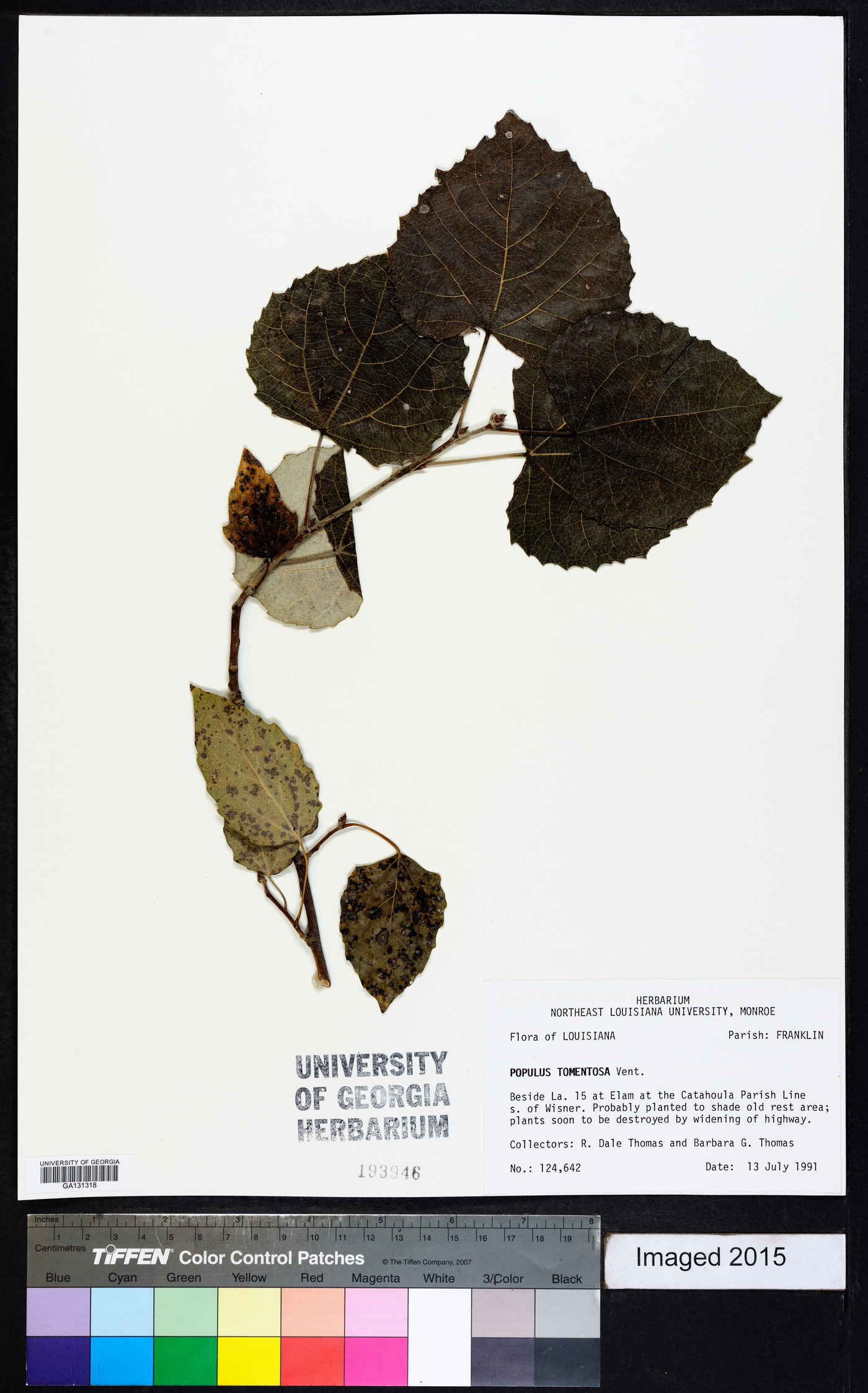 Populus tomentosa image