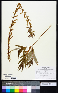 Salix alba image