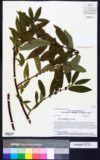 Salix amygdaloides image