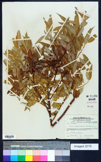 Salix amygdaloides image