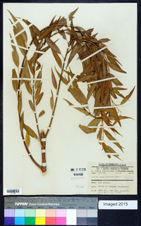 Salix amygdaloides image