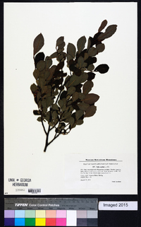 Salix aurita image