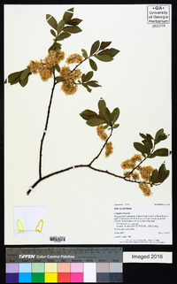 Salix boothii image