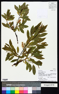 Salix boothii image