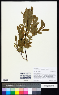 Salix boothii image