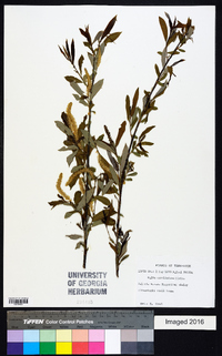 Salix caroliniana image