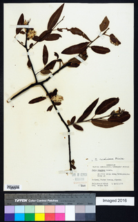 Salix caroliniana image