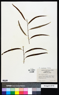 Salix caroliniana image