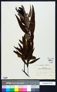 Salix caroliniana image