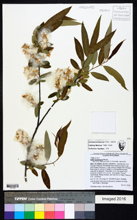 Salix caroliniana image