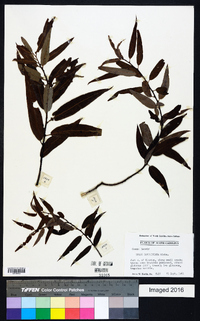 Salix caroliniana image