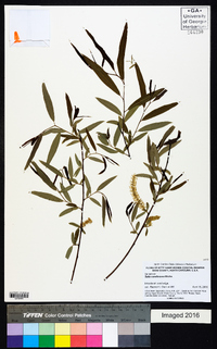 Salix caroliniana image