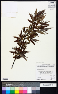 Salix caroliniana image