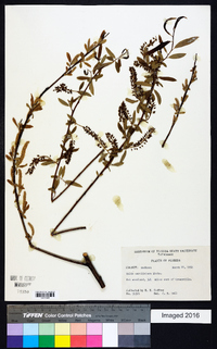 Salix caroliniana image