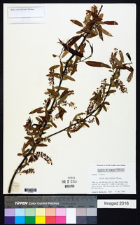 Salix caroliniana image