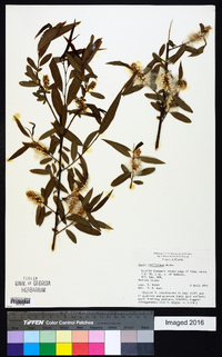 Salix caroliniana image