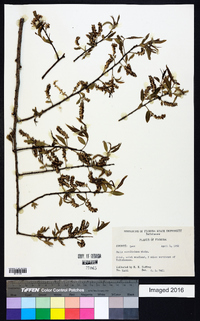 Salix caroliniana image