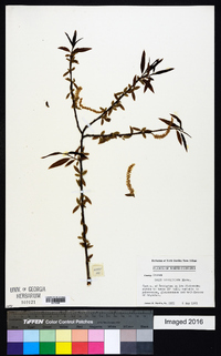 Salix caroliniana image