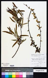 Salix caroliniana image