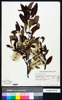 Salix caroliniana image