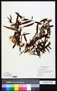 Salix caroliniana image