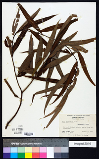 Salix caroliniana image