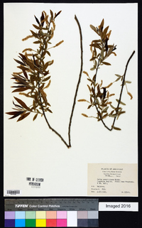 Salix caroliniana image