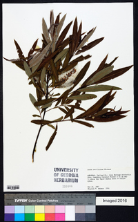 Salix caroliniana image