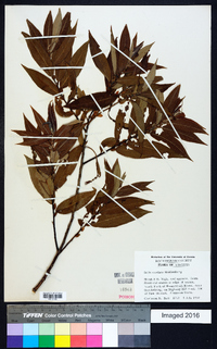 Salix cordata image