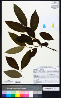 Salix floridana image