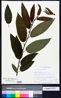 Salix floridana image