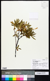 Salix geyeriana image