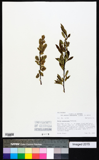 Salix geyeriana image