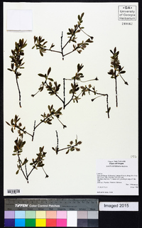 Salix geyeriana image